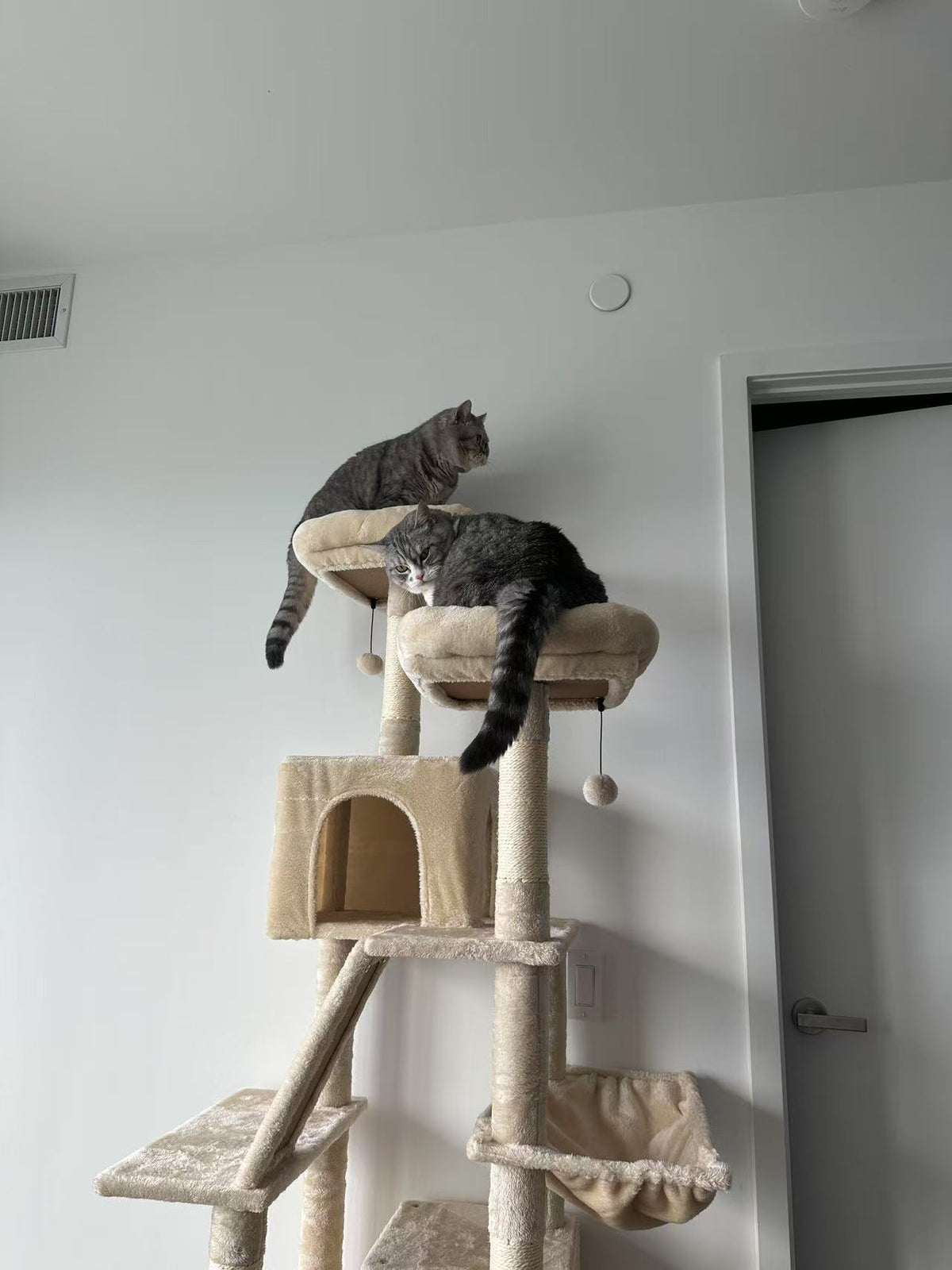 A tall beige carpeted cat tree with multiple platforms, a small enclosed cat house, and hanging toys, shown in a room with two gray tabby cats resting on it.