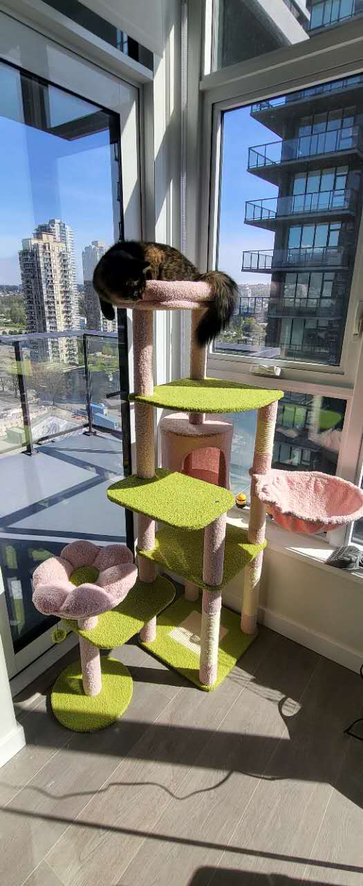 A multi-level cat tree with lime green platforms and pink cushioned sections, placed in a sunlit room by large windows. A dark cat is curled up on the top perch, and a pink cat bed is visible on the right.