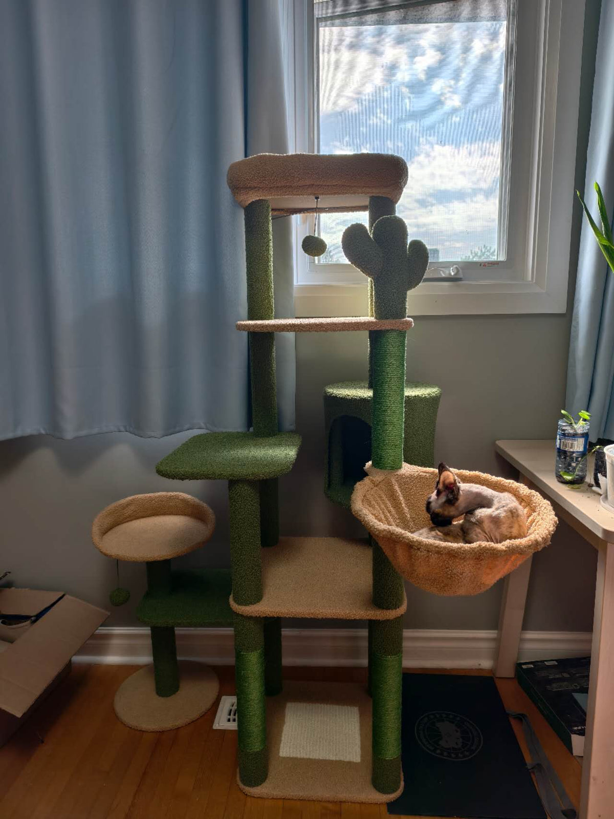 A tall multi-level cat tree in green and beige carpet with a hanging cactus toy, a small window perch, a round cat bed, and a woven hanging hammock where a cat is resting, set in a room with blue curtains and a window.