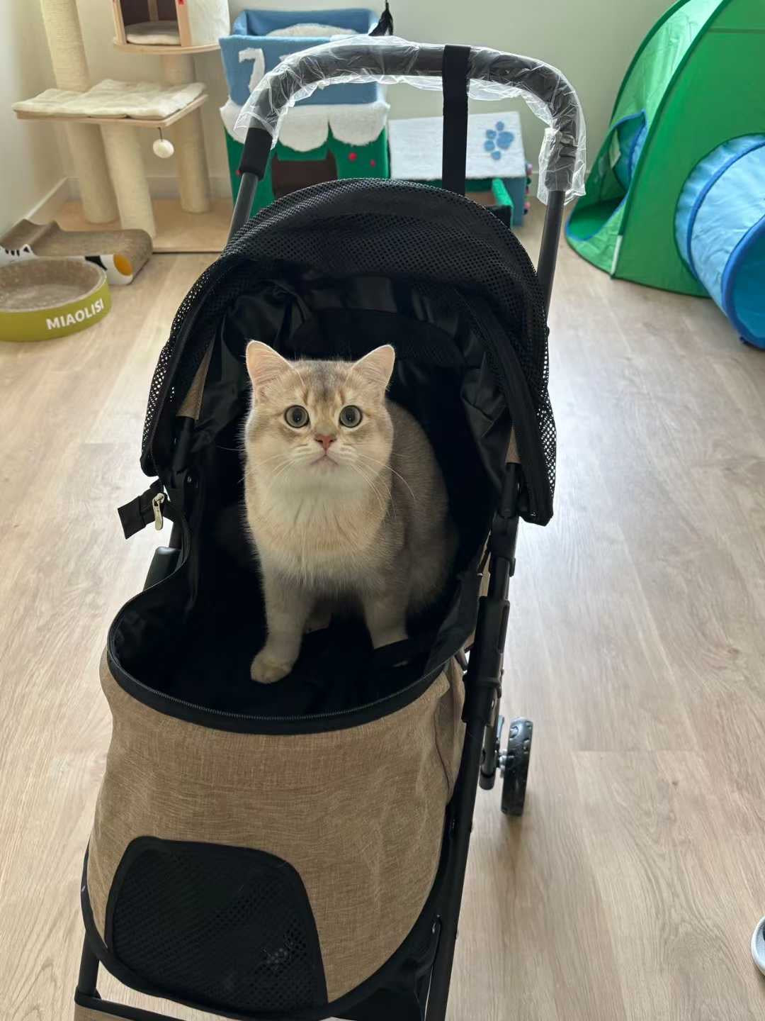 A light cream-colored cat sits inside a beige and black pet stroller on a light wood floor in a playroom setting.