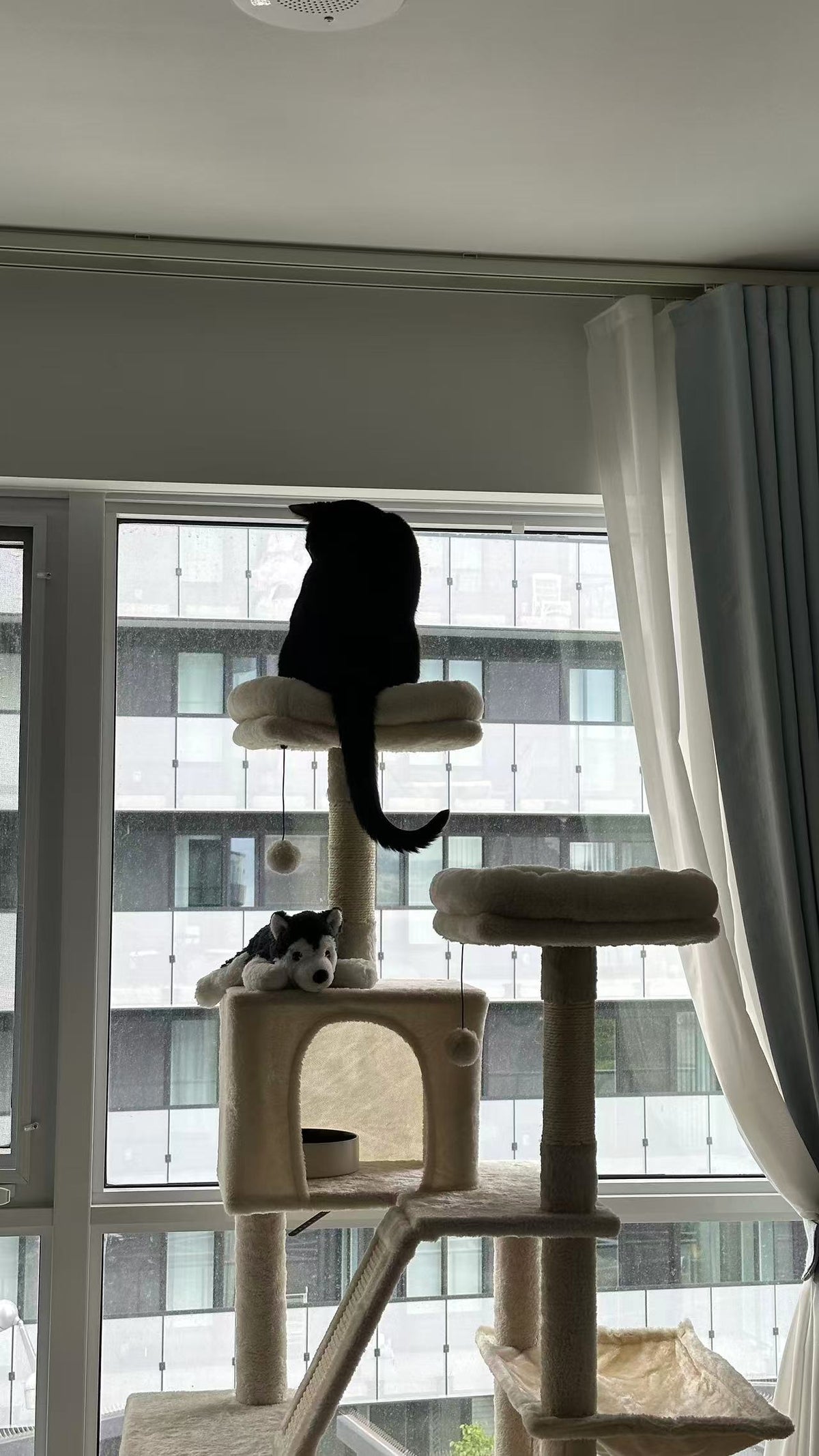 A black cat sits on a tall beige cat tree in front of a large window, with a second cat resting on a lower perch. The scene is indoors near a city building, with curtains and a ceiling visible.