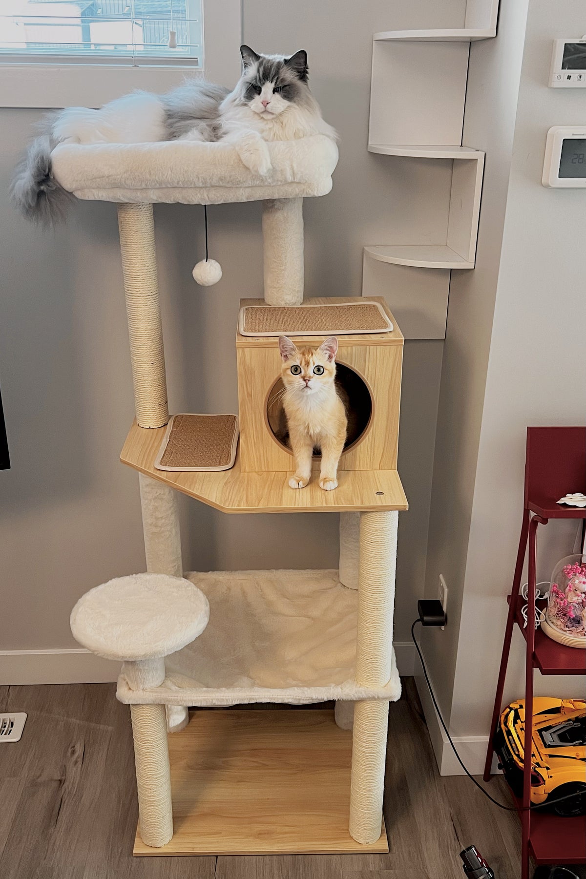 A multi-level cat tree with a fluffy gray and white cat resting on the top platform and an orange tabby cat sitting in the center cubby, set in a home interior.