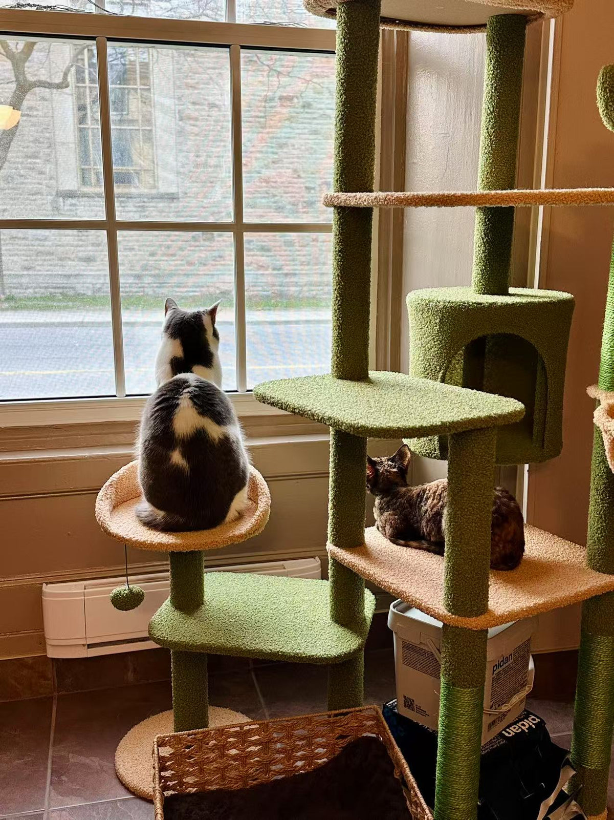 A tall green cat tree with beige platforms and a window perch in a home setting, with two cats sitting and lounging on it near a large window.