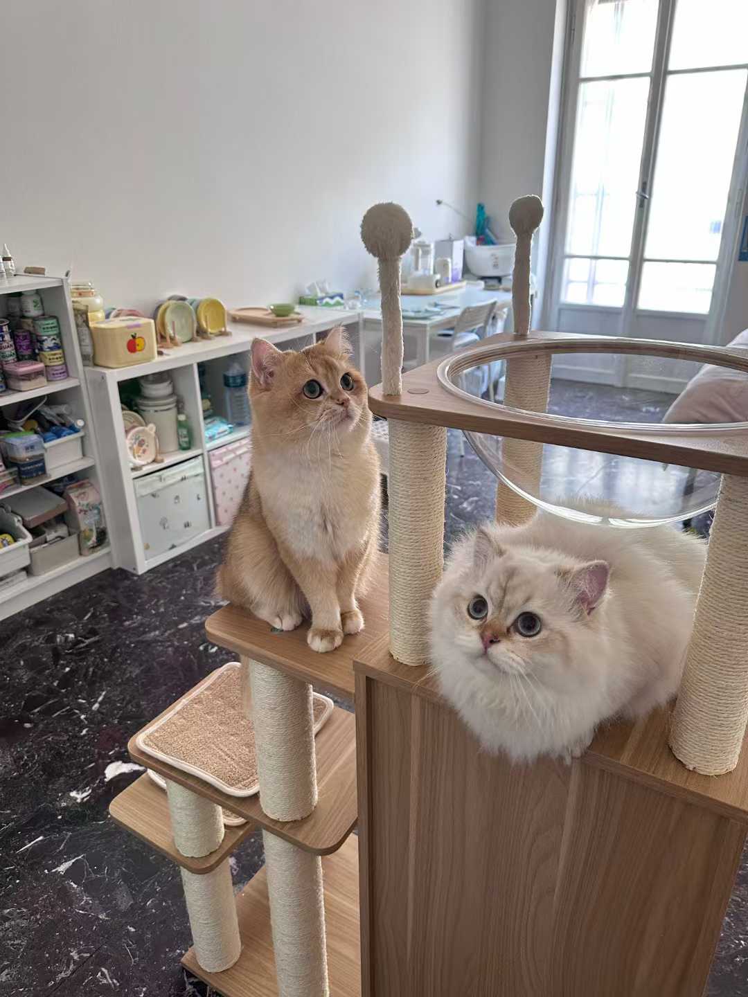 Two long-haired cats are posed on a wooden cat tree in a bright room. One cat is sitting on a wooden platform on the left, looking upward, while the other is lying on a wooden platform on the right, looking toward the camera.