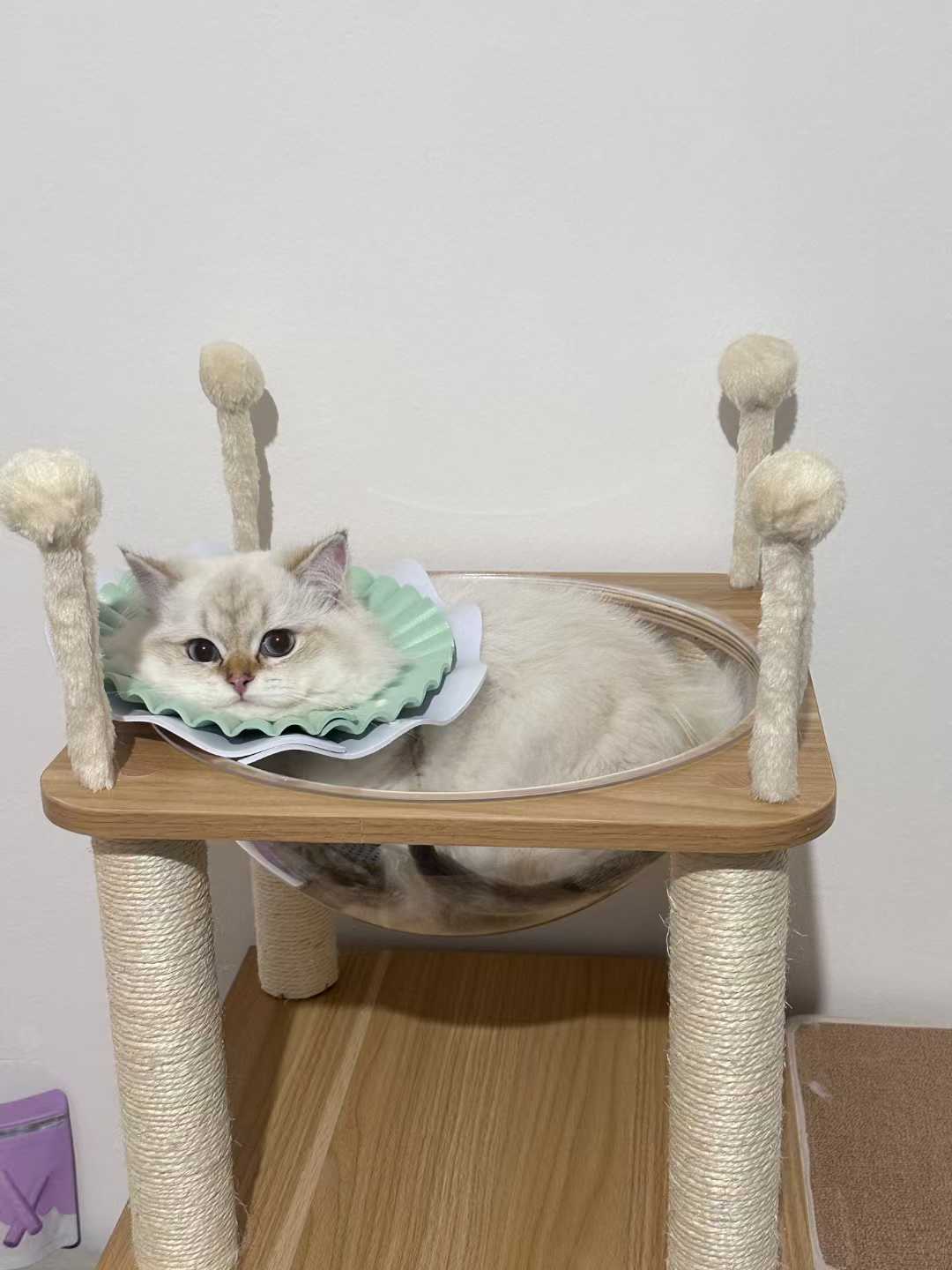 A cream-colored cat with blue eyes rests inside a clear glass hammock on a wooden cat tree with sisal-wrapped legs and claw posts.