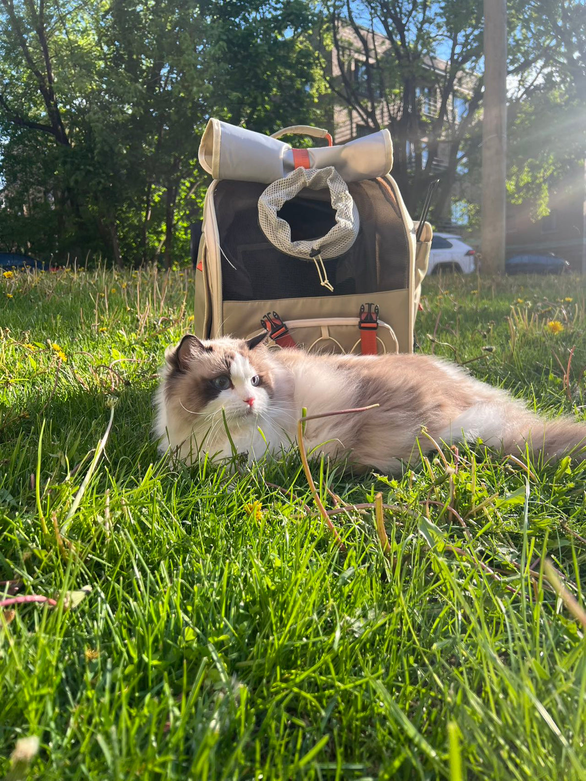 A fluffy long-haired cat lies on green grass in front of a beige and black pet carrier backpack outdoors with trees and sunlight in the background.