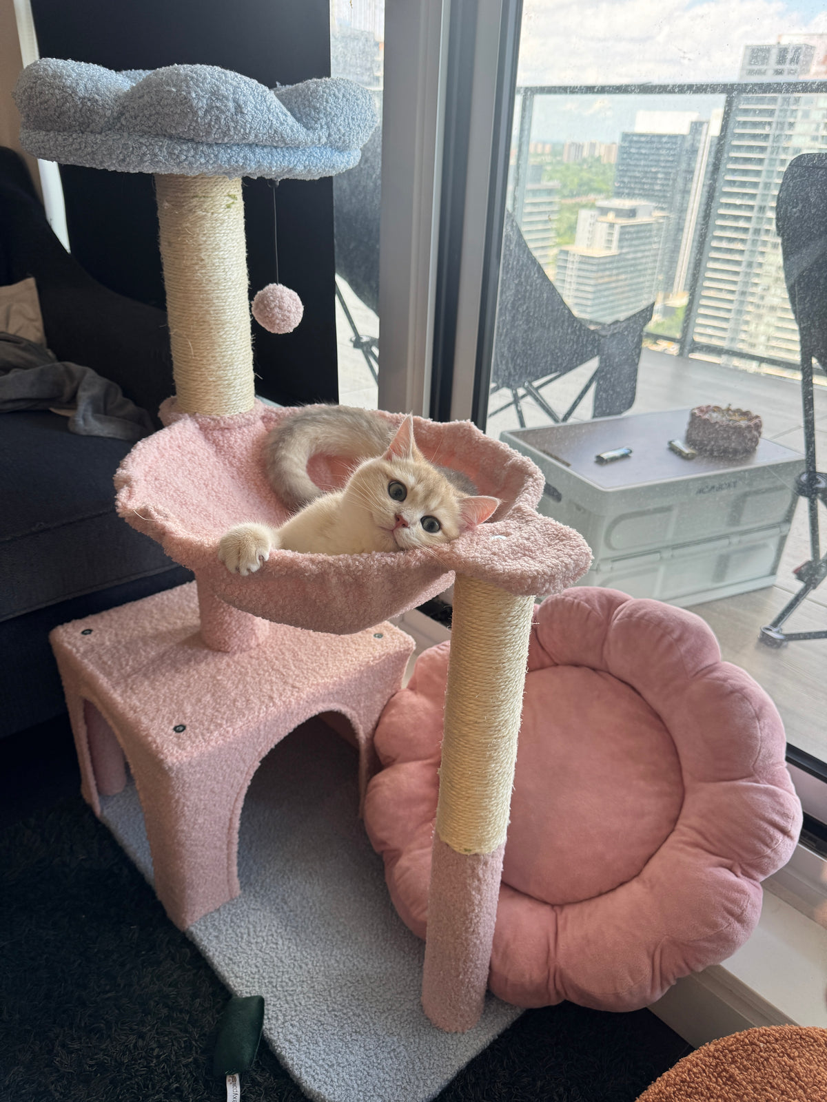 A cream-colored cat is sitting inside a pink mushroom-shaped cat tree perch, which is part of a larger pink and beige cat bed with a flower-shaped cushion, set in a home environment near a window.