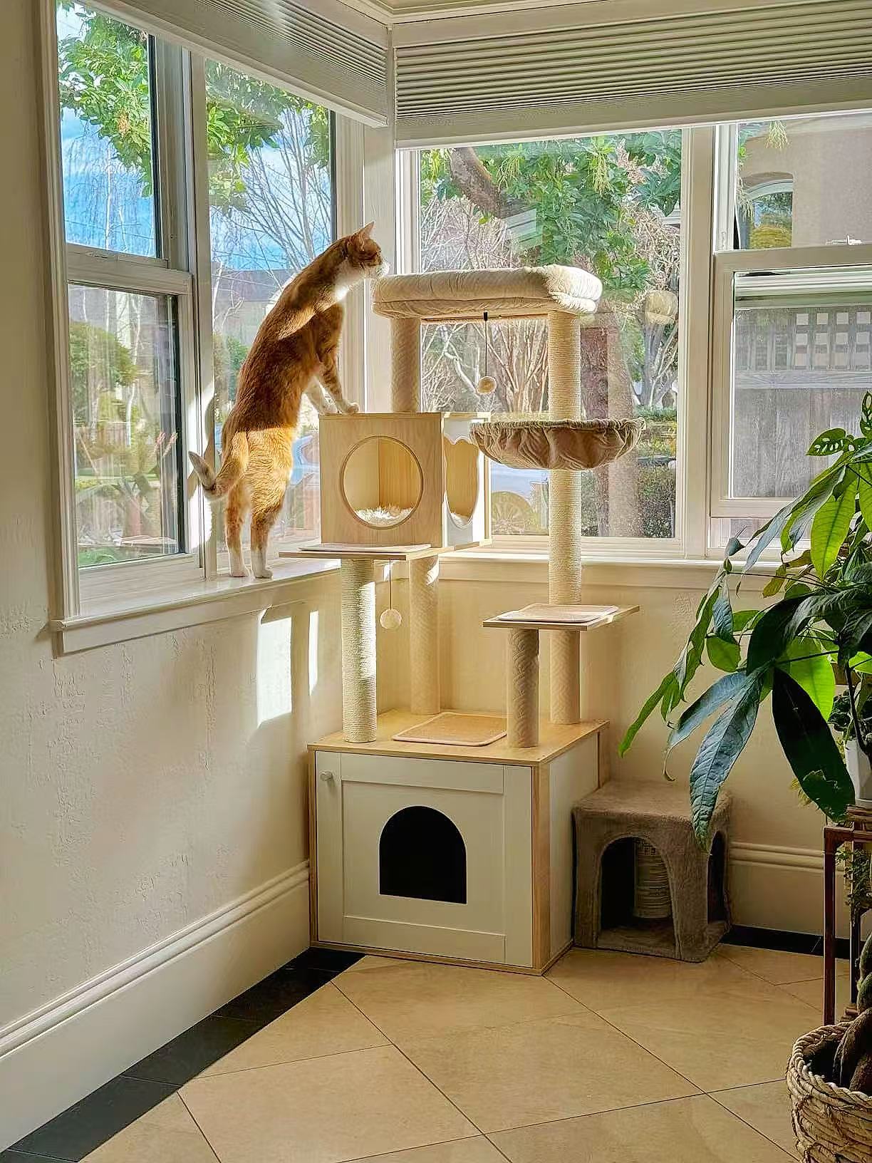 Cat climbing a wooden cat tree with scratching posts, platforms, hammock and condo beside a sunny window..