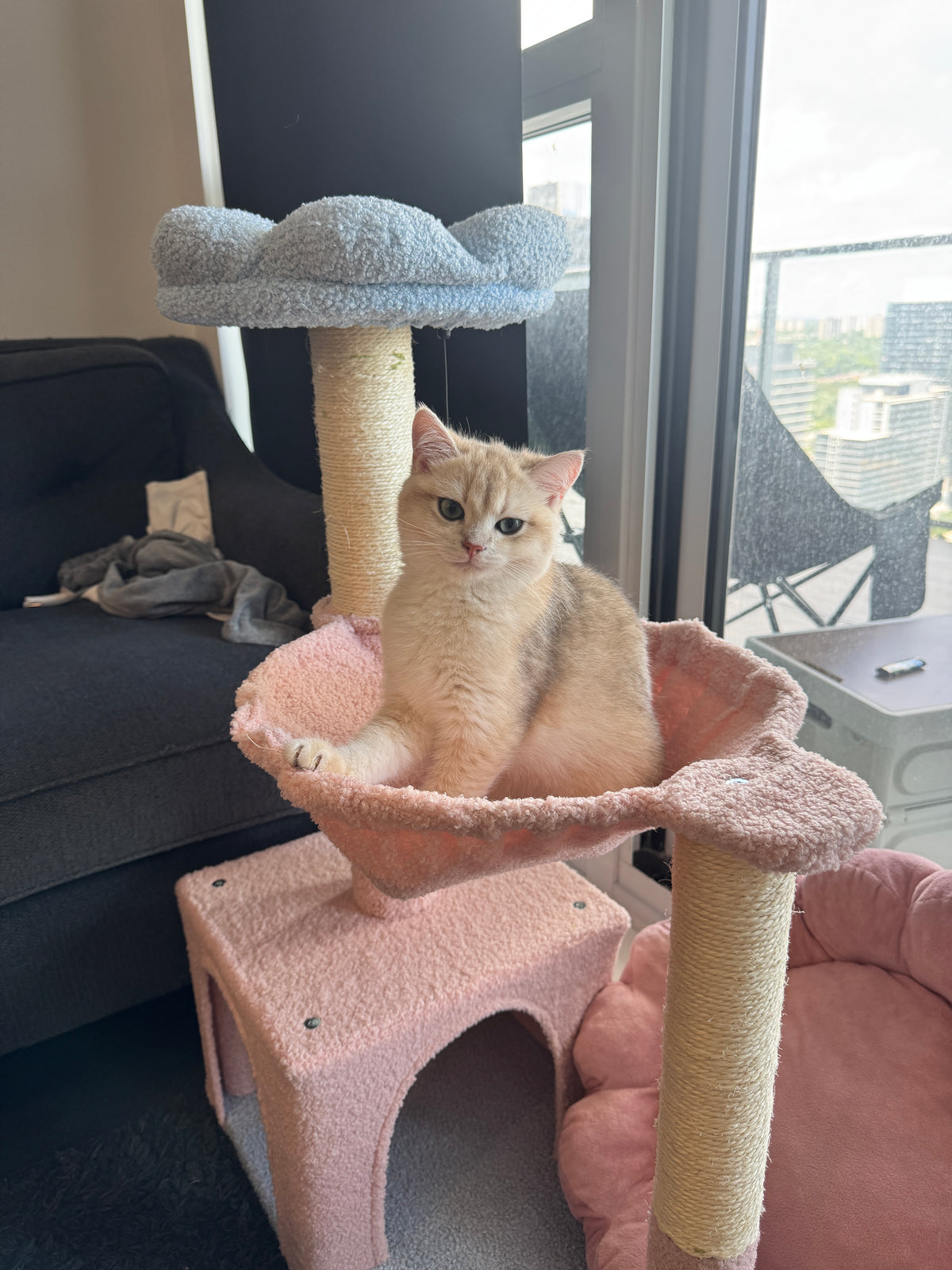 A cream-colored cat sits in a pink fleece cat bed attached to a pink and beige cat tree in a modern living room with a window and city view.